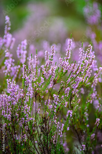 blooming heather in green forest moss in autumn