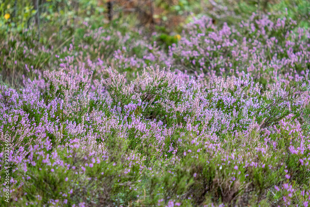 blooming heather in green forest moss in autumn
