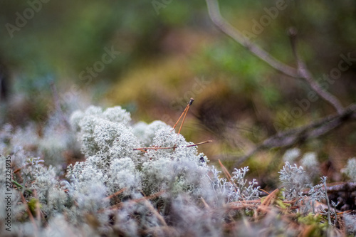 blooming heather in green forest moss in autumn © Martins Vanags