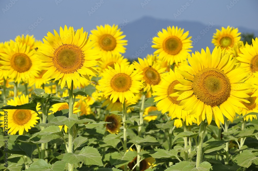 真夏の向日葵畑 真夏の向日葵畑