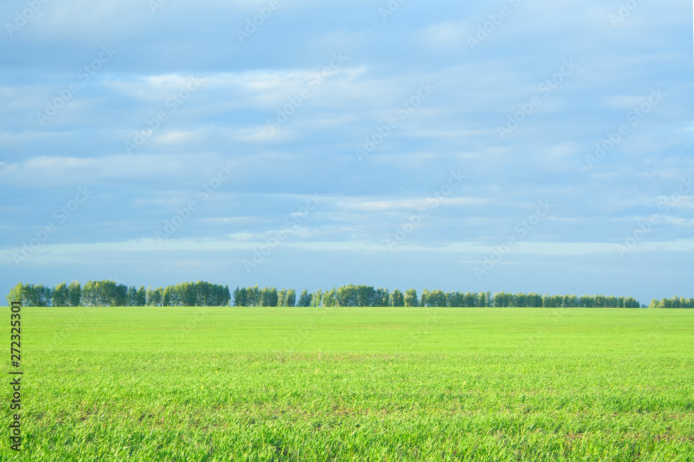 Obraz premium Evening cloudy day landscape of spacious beautiful field. Sunset on golden field on orange and green colors