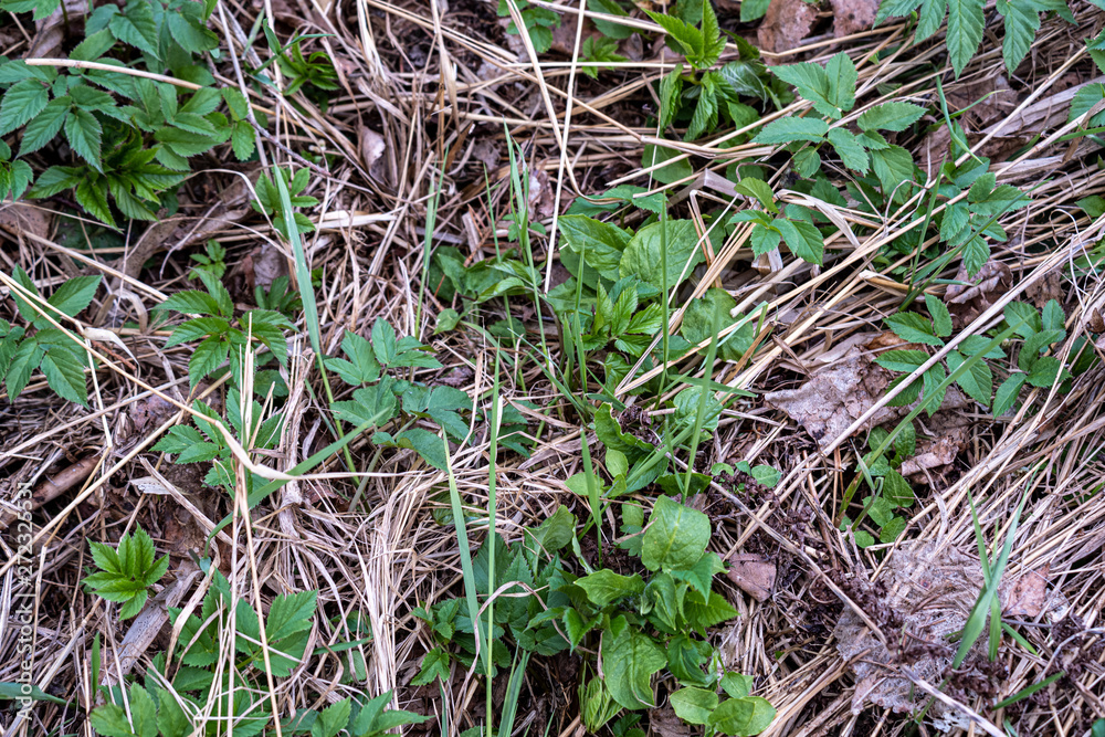 first green foliage sprouting from empty ground in the spring first green foliage sprouting from empty ground in the spring