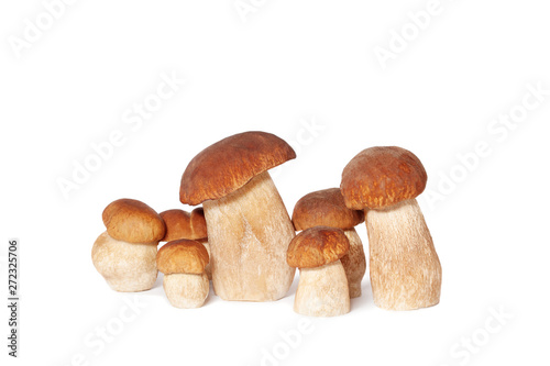 Boletus edulis mushrooms on white