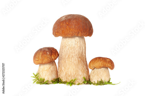 Three forest king boletus mushrooms isolated on white