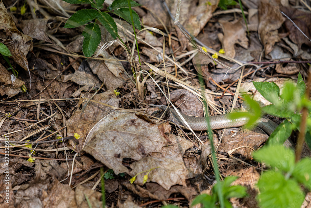 first green foliage sprouting from empty ground in the spring first green foliage sprouting from empty ground in the spring
