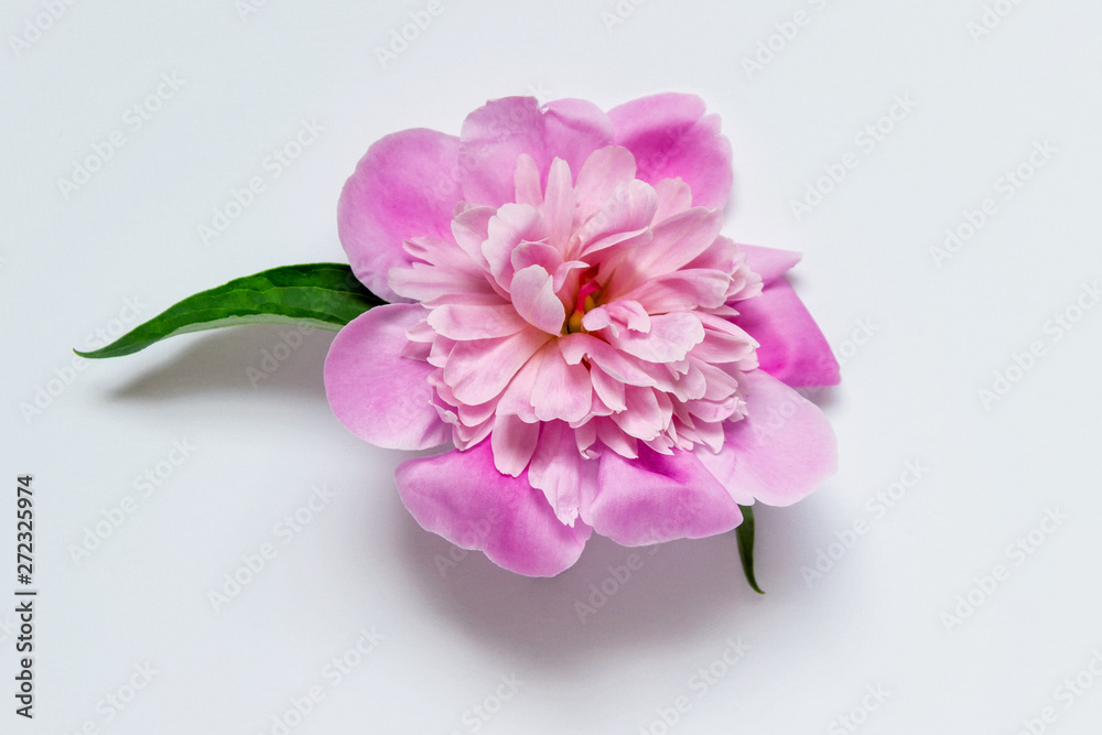 Isolated pink peony flower with fluffy petals Isolated pink peony flower with fluffy petals