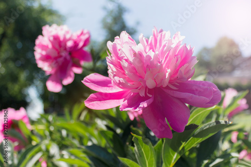 Close up of pink peony flower growing in a garden