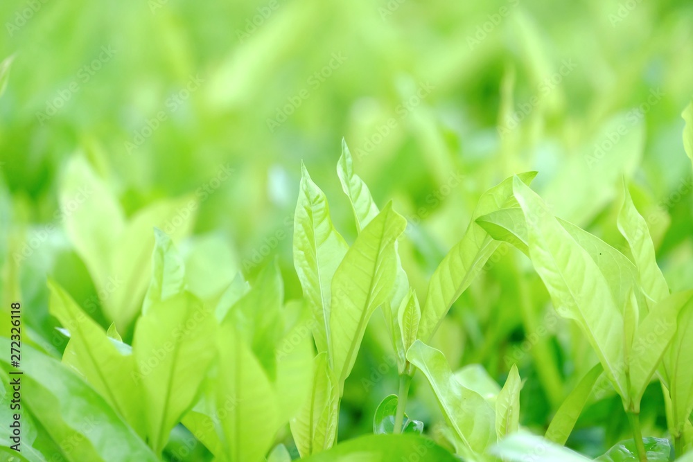 In selective focus tropical plant leaves growing in botanical garden with warm light and green nature background In selective focus tropical plant leaves growing in botanical garden with warm light and green nature background