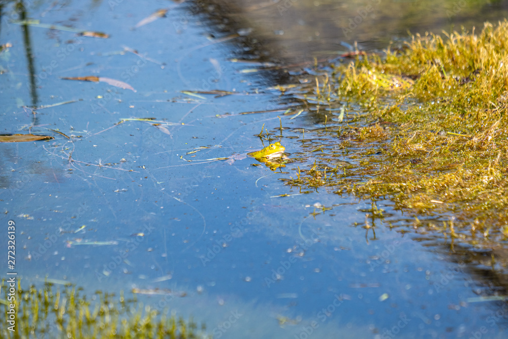 green frog tadpoles feeding on grass in the ditch green frog tadpoles feeding on grass in the ditch