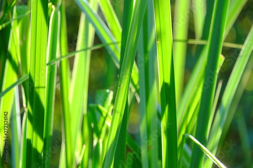 In selective focus of water grass plant leaves growing in a swamp with warm sun light and nature background 