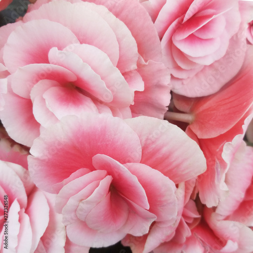 Beautiful Wallpaper of soft pink begonias flowers