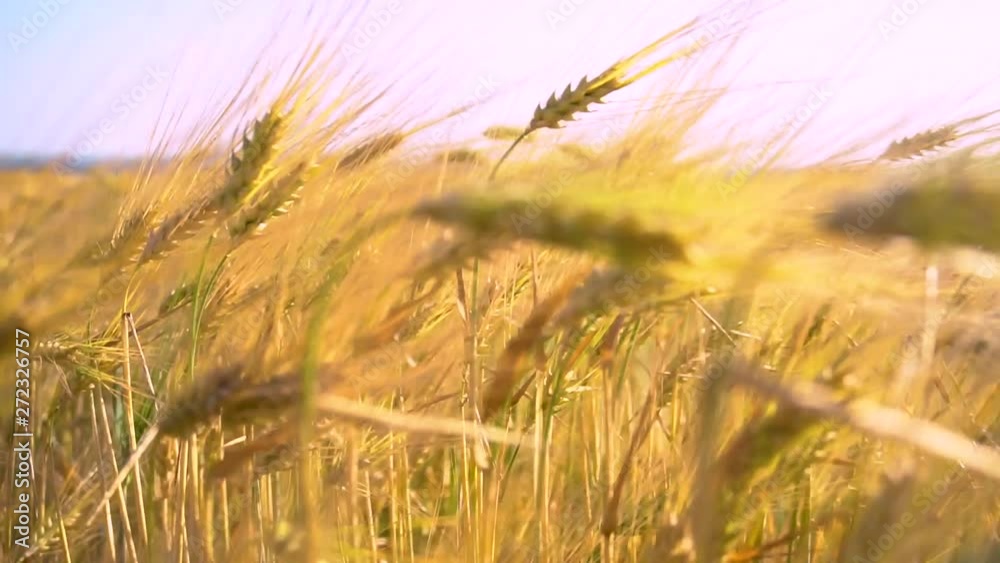 Wheat field blow in the wind. Golden wheat field slow motion shot. Ears of wheat swaying in the wind at beautiful sunny morning. Harvest and Crop concept. Agriculture field. Meadow of wheat Wheat field blow in the wind. Golden wheat field slow motion shot. Ears of wheat swaying in the wind at beautiful sunny morning. Harvest and Crop concept. Agriculture field. Meadow of wheat