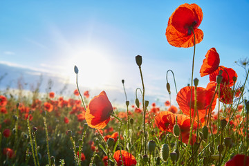 Papier peint photo Coquelicots Coquelicots en fleurs sous ciel ensoleillé  © denfotoblog