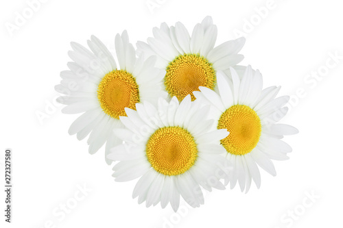 Fototapeta Naklejka Na Ścianę i Meble -  one chamomile or daisies isolated on white background