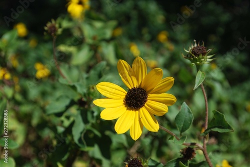 Black Eyed Susan 