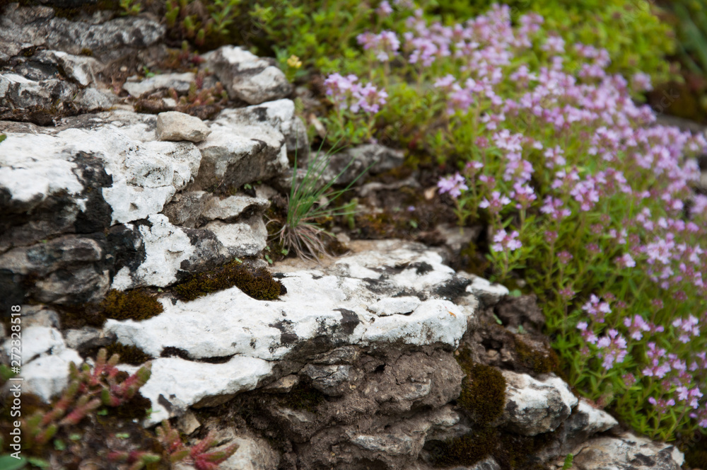 little lilac flowers grow on the rock. Plant on white stone