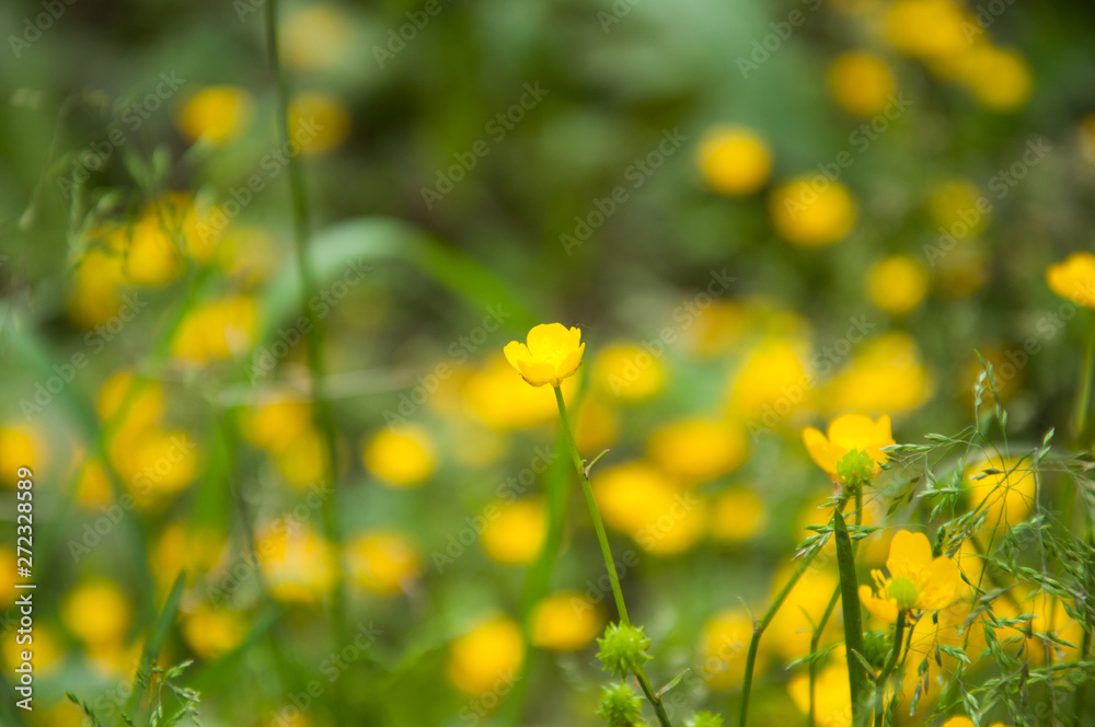 Many small yellow flowers grow in the summer on the lawn. Green plants and grass.