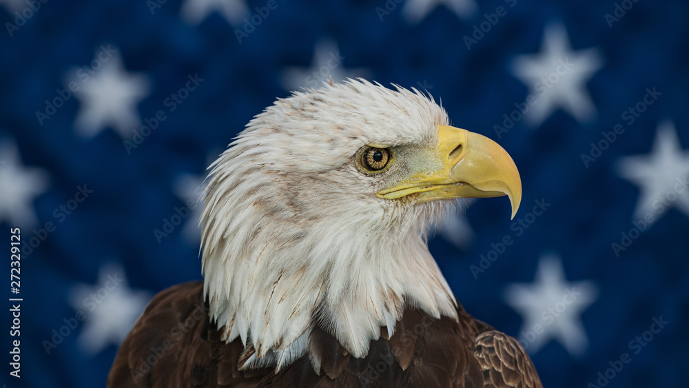 Obraz premium Bald Eagle with the American Flag