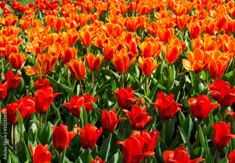 flowers tulips in dutch park wallpaper background flowers tulips in dutch park wallpaper background