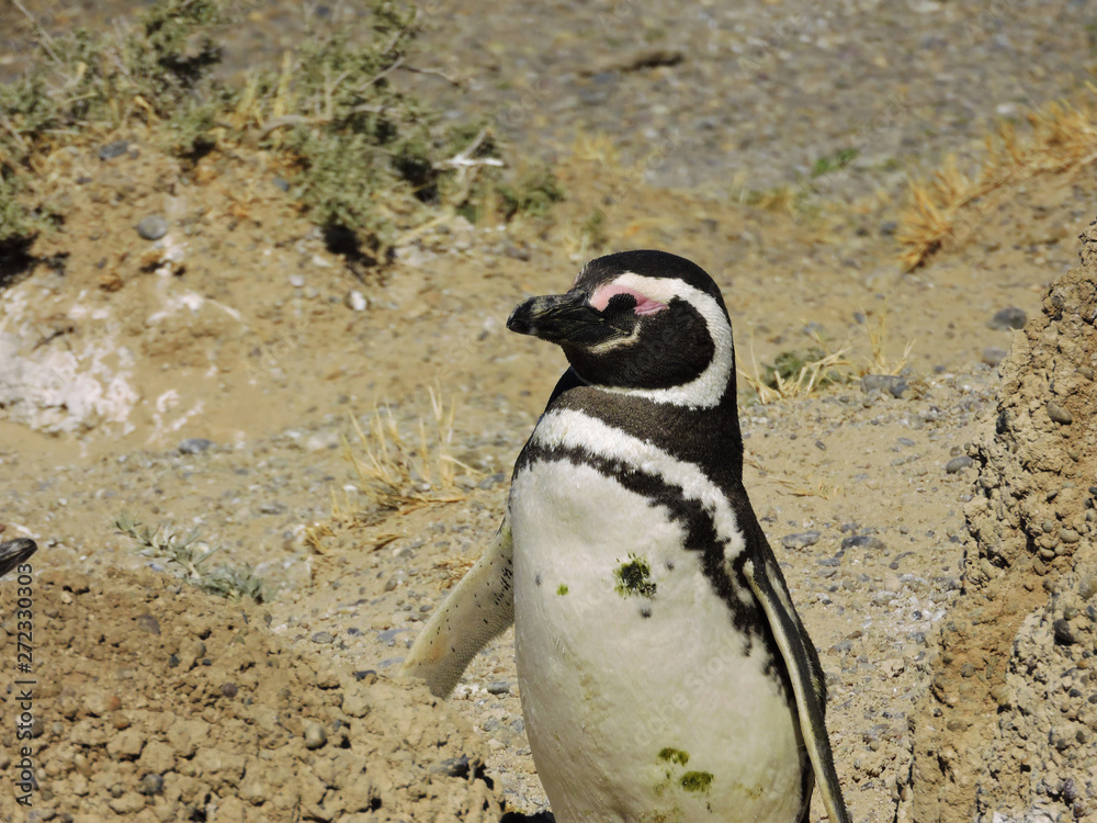 Naklejka premium penguin taking sun