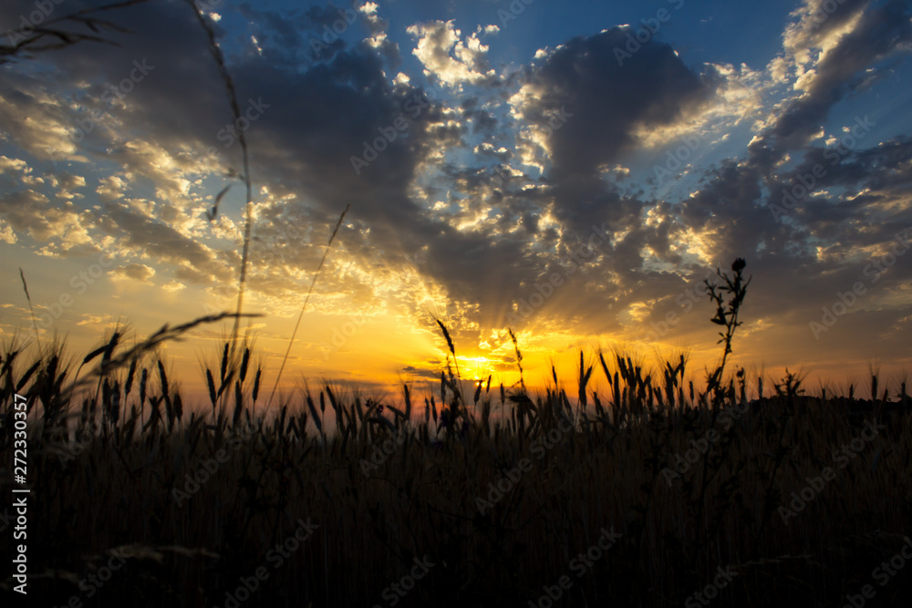 Fototapeta premium Sonnenuntergang im Kornfeld