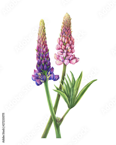 Branches flowers pink and purple lupin  Lupinus plant known as  lupine . Watercolor hand drawn painting illustration  isolated on white background.