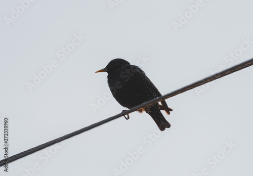 Blackbird sits on wires on the evening