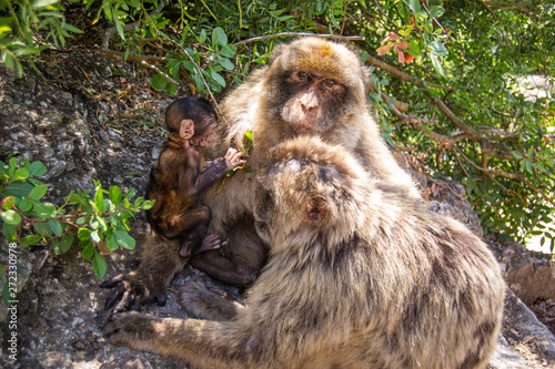 Gibraltar apes with baby
