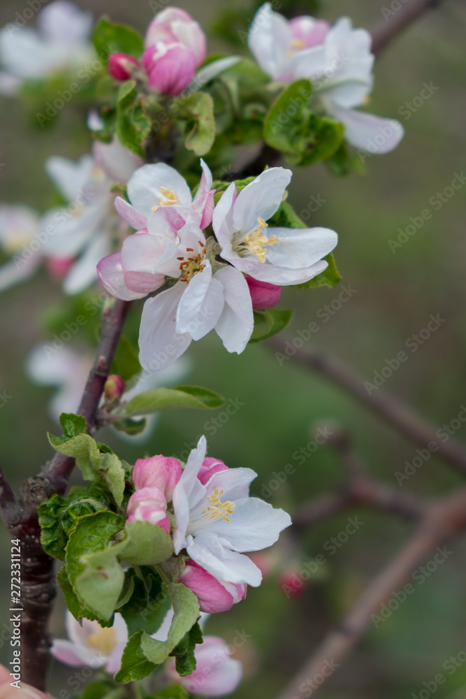 Fototapeta premium Apple blossoms on a branch illuminated by the bright sun