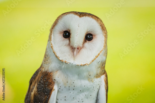 portrait of an owl © jkc916