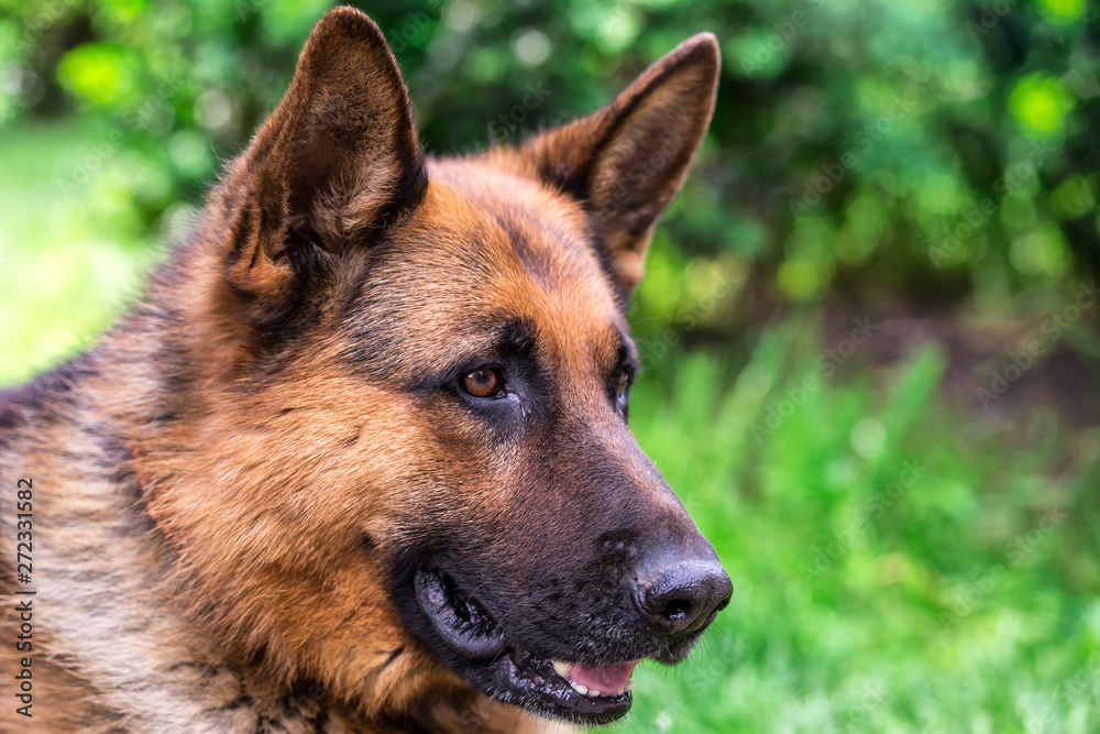 german shepherd dog on green grass.portrait of a black dog. sheepdog.Pet on nature in the forest german shepherd dog on green grass.portrait of a black dog. sheepdog.Pet on nature in the forest