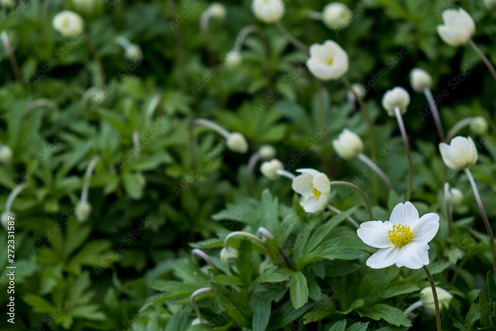 Anemone flowers surrounded by green leaves. Small white flowers with a yellow middle. Anemone flowers surrounded by green leaves. Small white flowers with a yellow middle.
