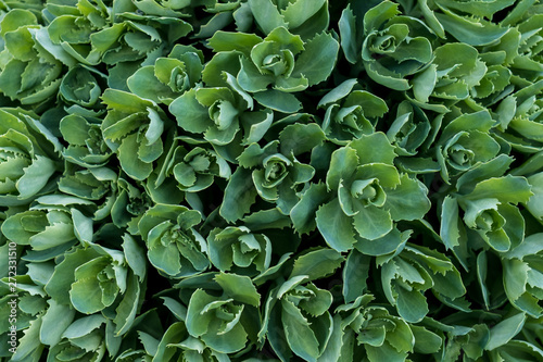 green plant in a pot