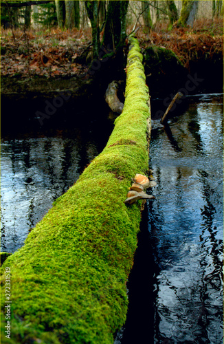 Green road. We must find soft natur way to reach sustainable and ecological solutions. A tree that has fallen over the river and has been covered by soft green moss, wander on to next goal