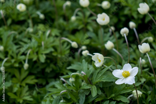 Anemone flowers surrounded by green leaves. Small white flowers with a yellow middle.
