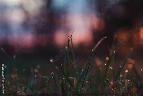 Dew on the grass at dawn in spring