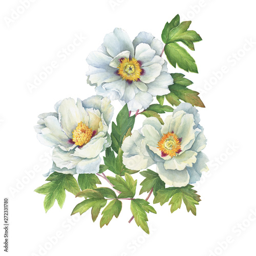 Spring bouquet of wild flower semi-double white peony with leaves (Paeonia suffruticosa, plant known as Paeonia rockii). Watercolor hand drawn painting illustration, isolated on white background.