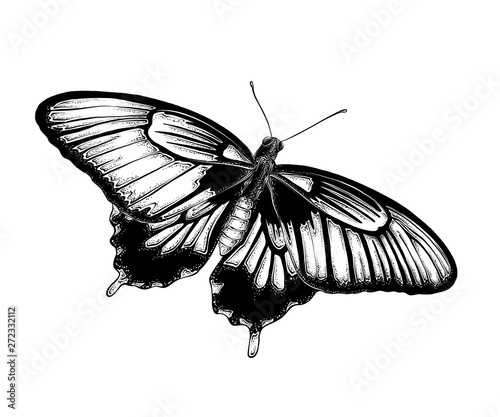 Hand drawn sketch of butterfly in black color. Isolated on white background. Drawing for posters, decoration and print. Vector illustration