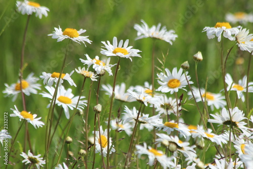 white wild long daisy flowers in a park in Utrecht in the Netherlands