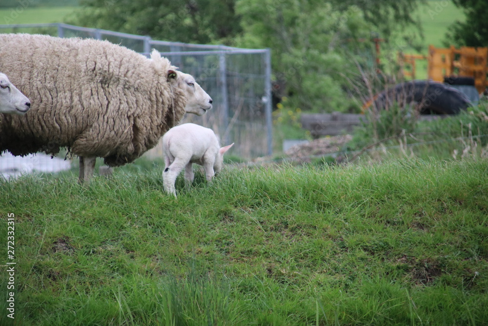 White and black sheeps with lamb on a meadow in Stompwijk the Netherlands White and black sheeps with lamb on a meadow in Stompwijk the Netherlands