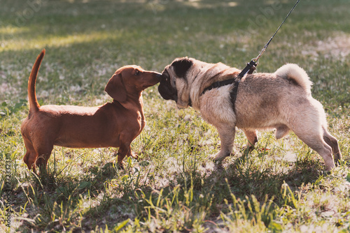 Photography Two dogs want to be friends