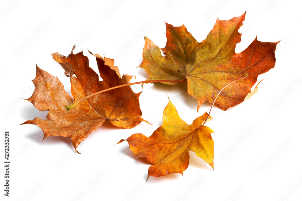 Autumn maple branch with leaves with shadow isolated Autumn maple branch with leaves with shadow isolated