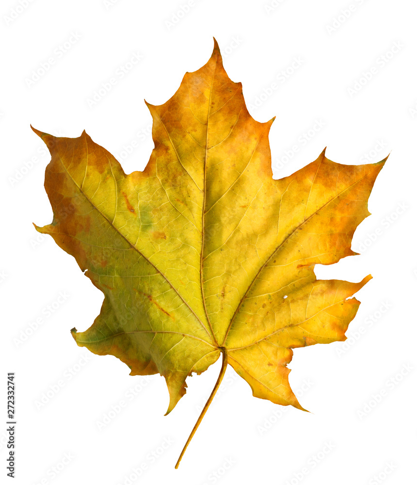Autumn maple branch with leaves  isolated on  background