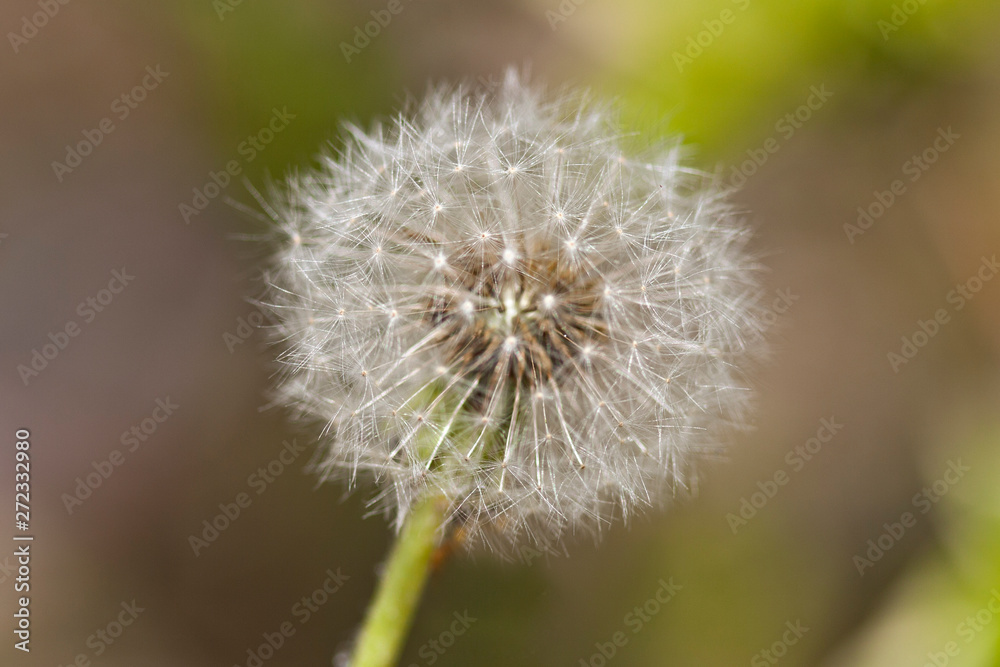 dandelion closeup