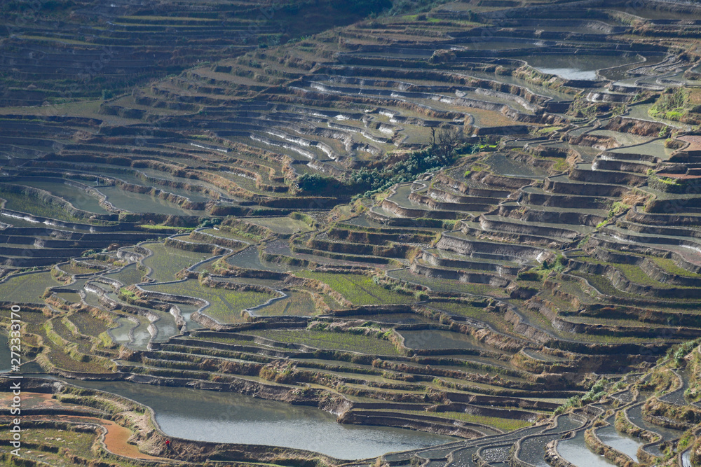 Rice terraces of Yunnan, China. The famous terraced rice fields of Yuanyang in Yunnan province in China