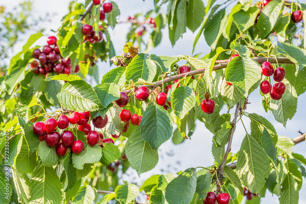 Fototapeta premium Ripe berries of a sweet cherry on a branch
