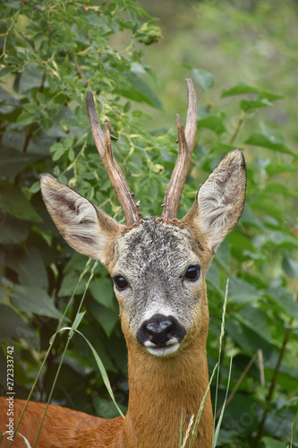 A deers perfect profile pic