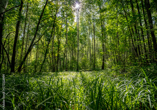 beautiful summer landscape, the sun's rays make their way through the leaves and fall on the grass forming a beautiful picture.