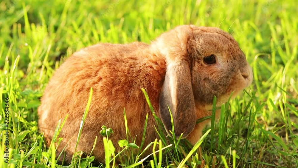 Lop-eared rabbit jumps on the lawn and chews the grass. Dwarf rabbit breed ram at sunset. Summer day. Lop-eared rabbit jumps on the lawn and chews the grass. Dwarf rabbit breed ram at sunset. Summer day.