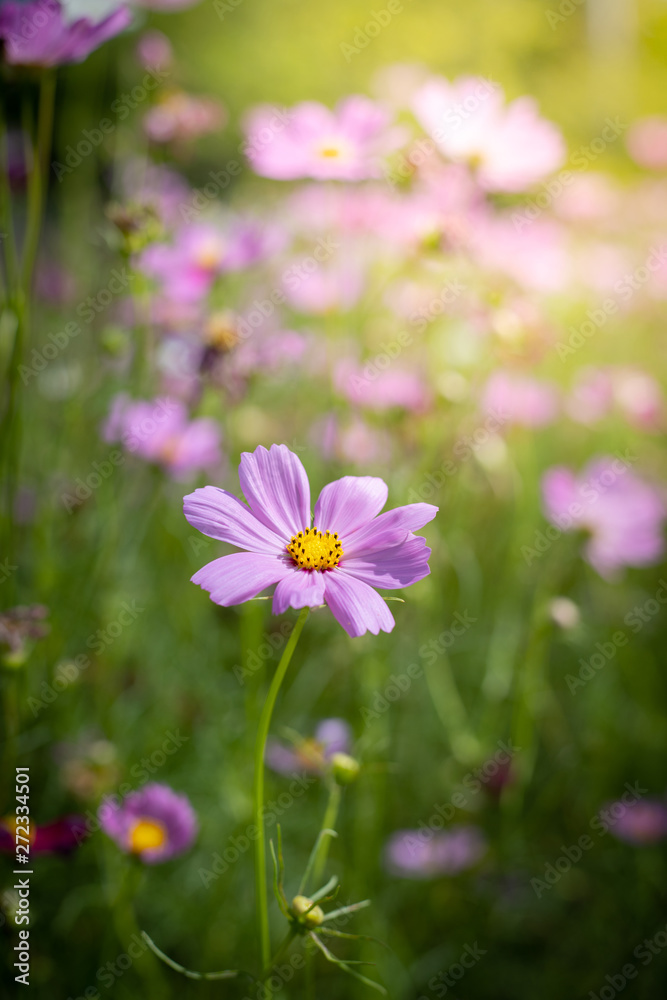 The background image of the colorful flowers The background image of the colorful flowers